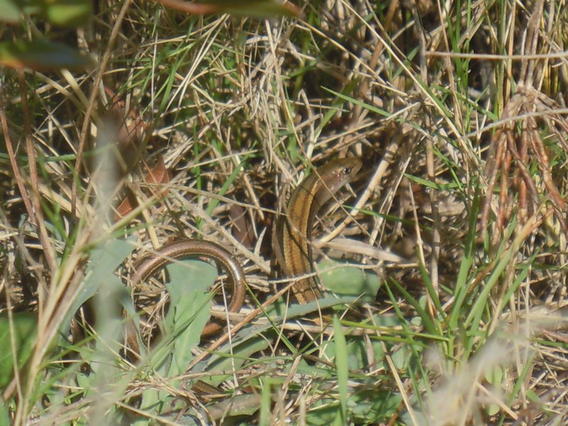 luscengola gallurese